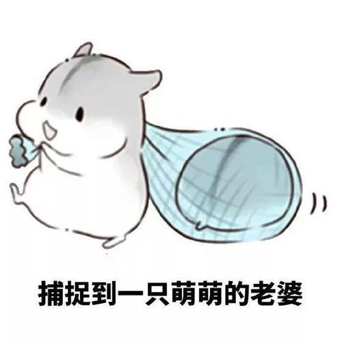 仓鼠表情包:捕捉到一只呆萌的老婆
