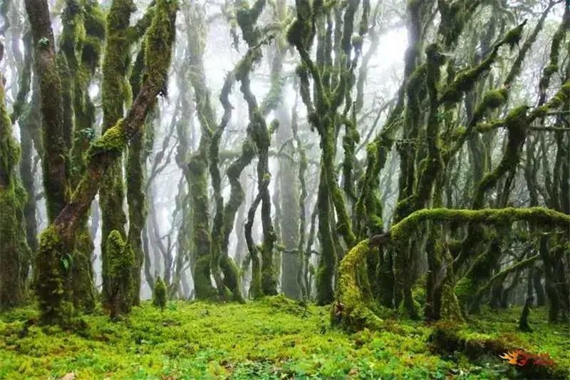 在绿草如茵的大地上仰卧,听簌簌风声掀起阵阵松涛,感受大自然深邃的美