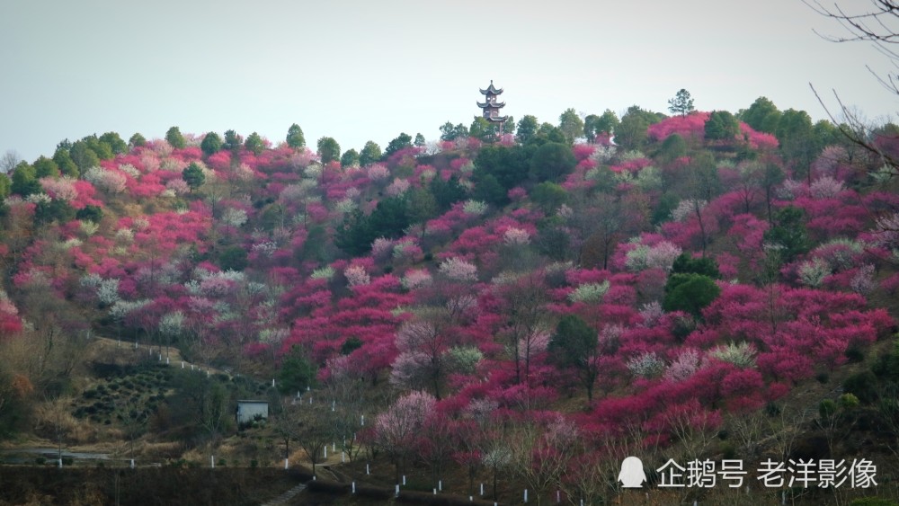 看武汉木兰花谷一大片山上梅花开得浪漫多姿