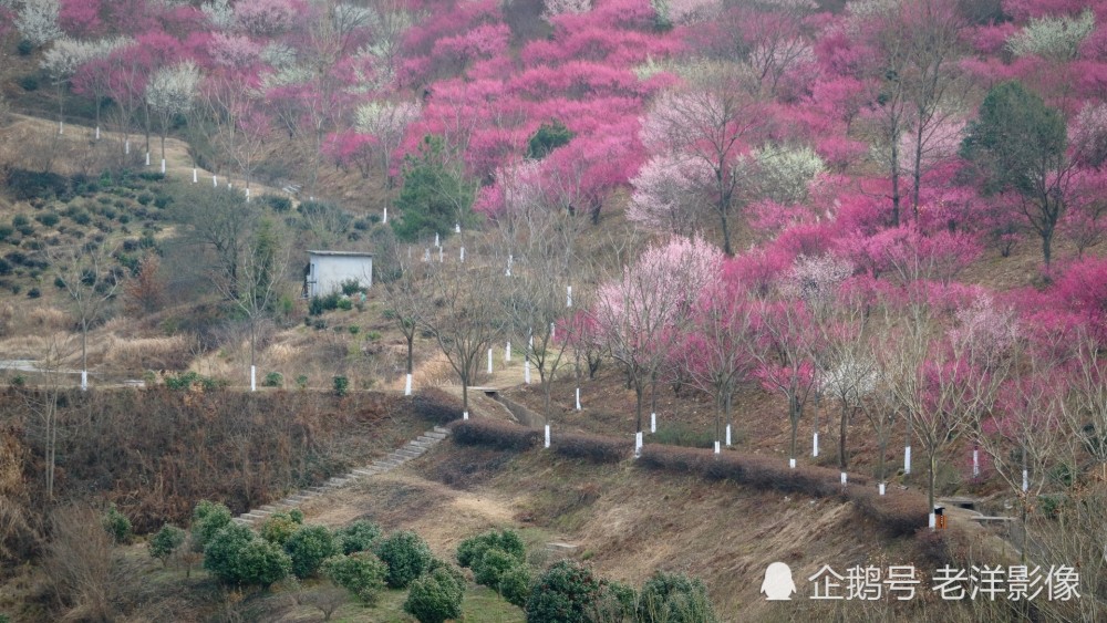 看武汉木兰花谷一大片山上梅花开得浪漫多姿