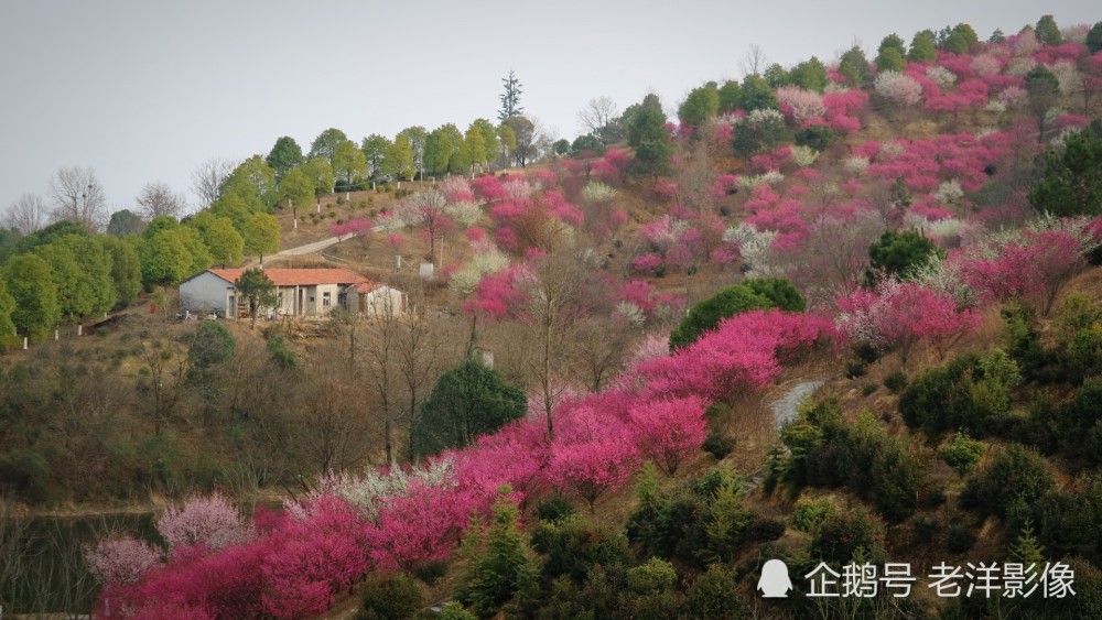 看武汉木兰花谷一大片山上梅花开得浪漫多姿