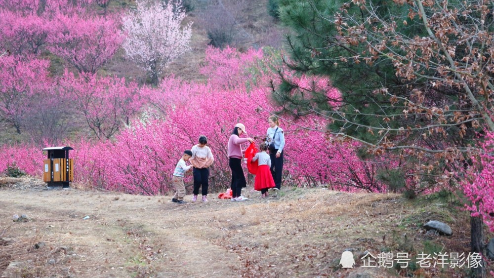 看武汉木兰花谷一大片山上梅花开得浪漫多姿