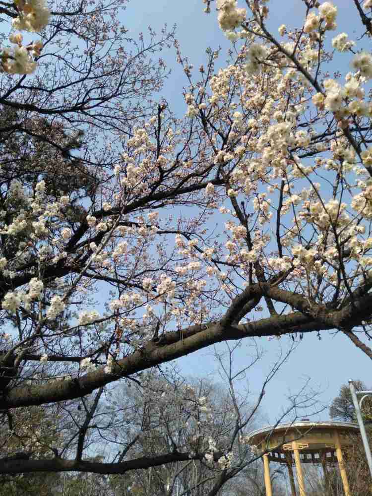 大年正月初五,初春的南京玄武湖樱花盛开,真美!