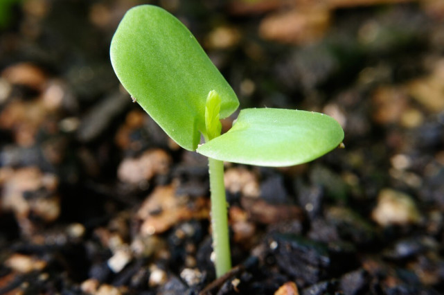 三候草木萌动,(这时候花草树木开始发芽).