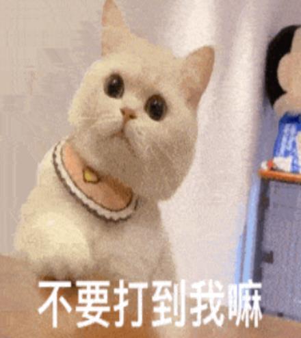 表情包萌猫咪表情不要打到我嘛