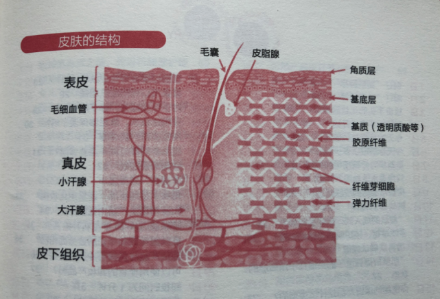 皮肤的张力,弹力与真皮息息相关. ●皮下组织 含有大量的皮