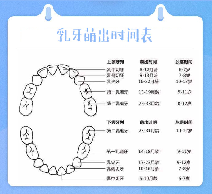 后长哪颗也有规律,家长们可以参考下面这张"乳牙萌出时间表"