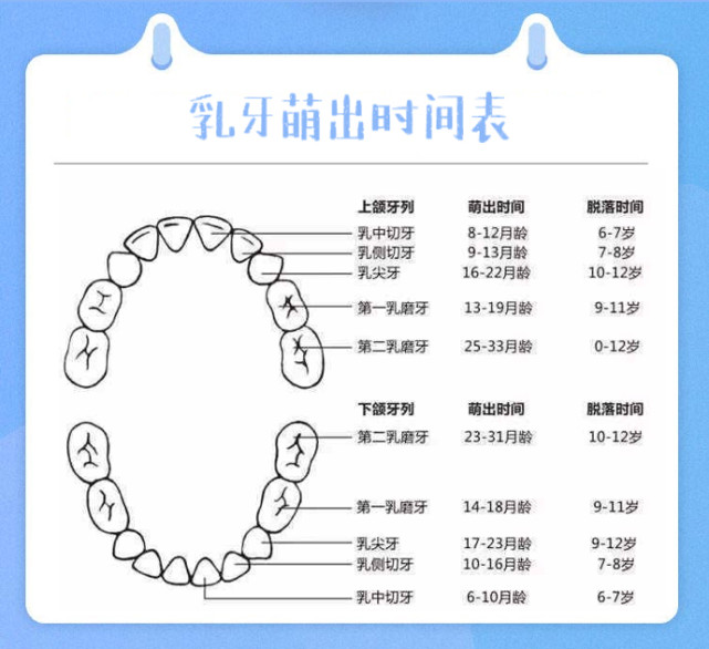 一岁宝宝只有两颗牙齿正常吗?家长了解"长牙规律",避开2误区