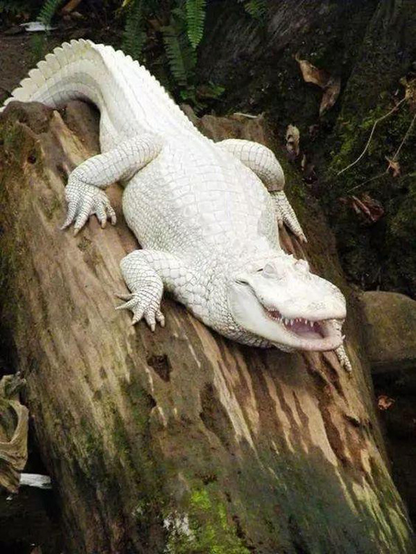 罕见的白色鳄鱼,纯白外表犹如精灵,全球仅20只,一只价值上亿!