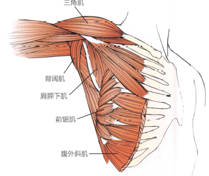 解剖:肩胛下肌,前锯肌,胸长神经,正中神经和尺神经.