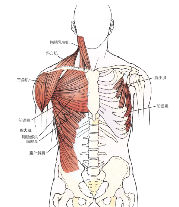 解剖:胸大肌和胸小肌,肩袖肌,关节囊,三角肌的前部和中部,喙肱肌和肱