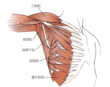 解剖:浅层包括胸大肌,三角肌的前部和中喙肱肌和肱二头肌 ;深层为关节