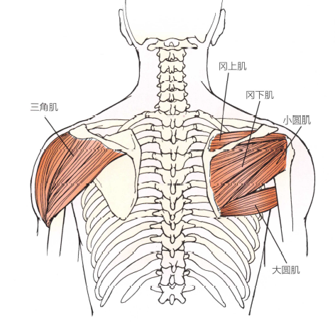 解剖:冈上肌,下肌,小圆肌,三角肌后部.
