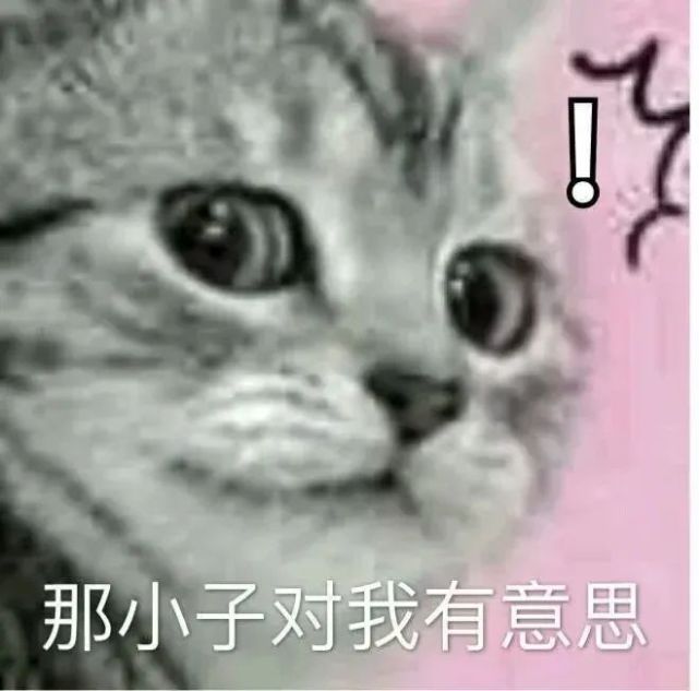 表情包|微信聊天套路表情包,小动物表情包,可爱喵星人