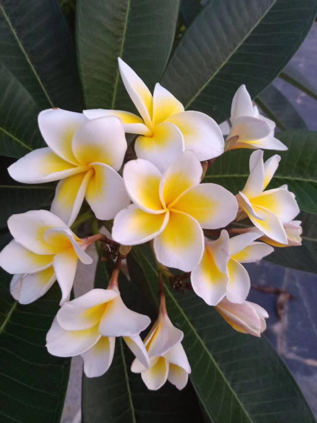 家里的鸡蛋开花了?好看又好养的鸡蛋花,开花就像鸡蛋黄!