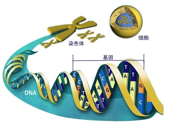 基因工程,人类基因"修补"之谜!_腾讯新闻