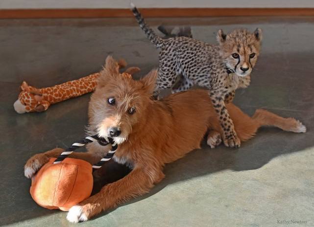 动物园派狗狗照顾猎豹宝宝,两者的日常太可爱了!