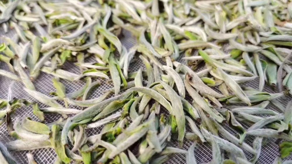 白毫银针是什么茶 腾讯网