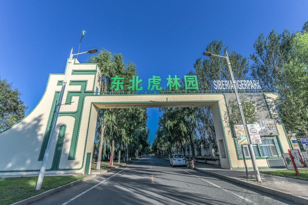 哈尔滨东北虎林园以拯救濒临虎种为目的游客可近距离观赏
