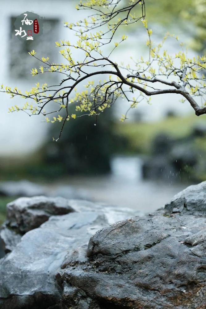 雨水:随风潜入夜,润物细无声