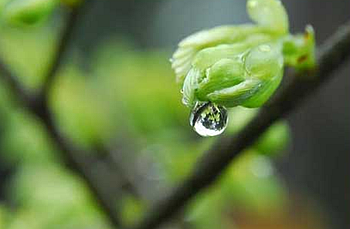 雨水|盼一场春雨,等一场花开.