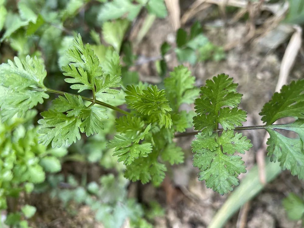 当然,香菜虽然让很多人讨厌,但是其味道和野生的芫荽比起来,那可真是