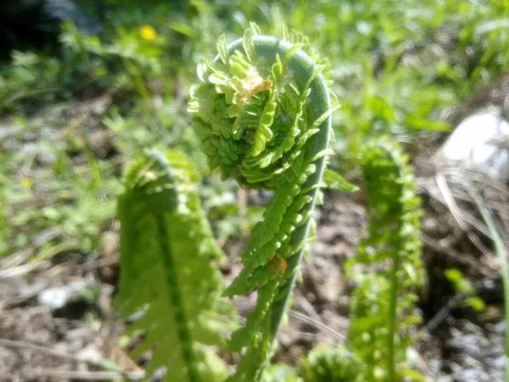 这野菜有黄瓜清香味,每年仅半个月采摘期,春天一过就成草