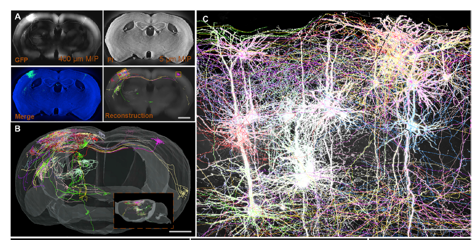 椎体神经元三维重构