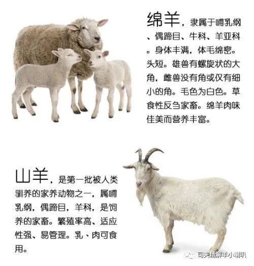 绵羊与山羊虽然同称为羊,但是它们在动物分类学上,血缘关系较远,是同