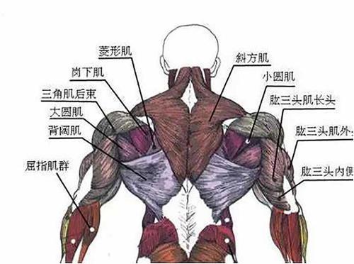 背部训练计划丨这几个练背的训练动作,帮助健身新手背肌变厚变宽