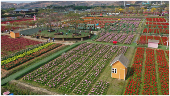 广东春节旅游赏花最热门,佛山盈香生态园十大花景观吸引游客超10万