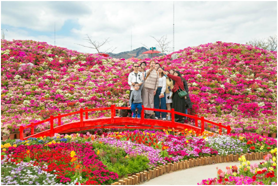 广东春节旅游赏花最热门,佛山盈香生态园十大花景观吸引游客超10万