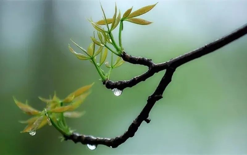 春雨至,万物生