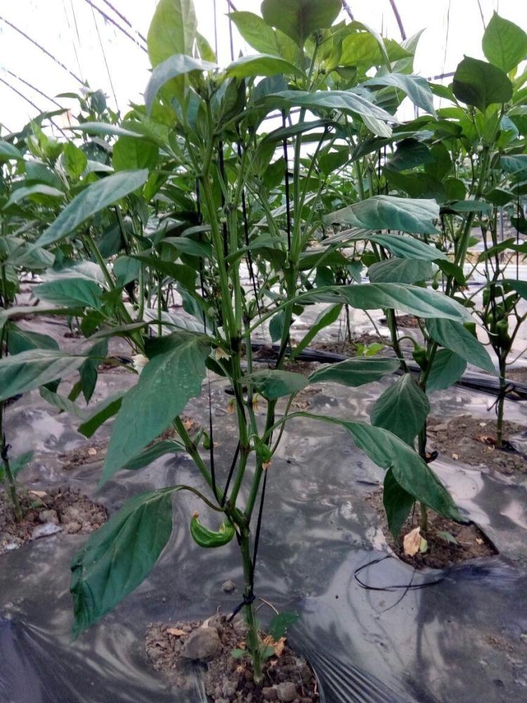 种植辣椒,植株营养失衡有哪些症状?学会5个防治技巧,助力高产