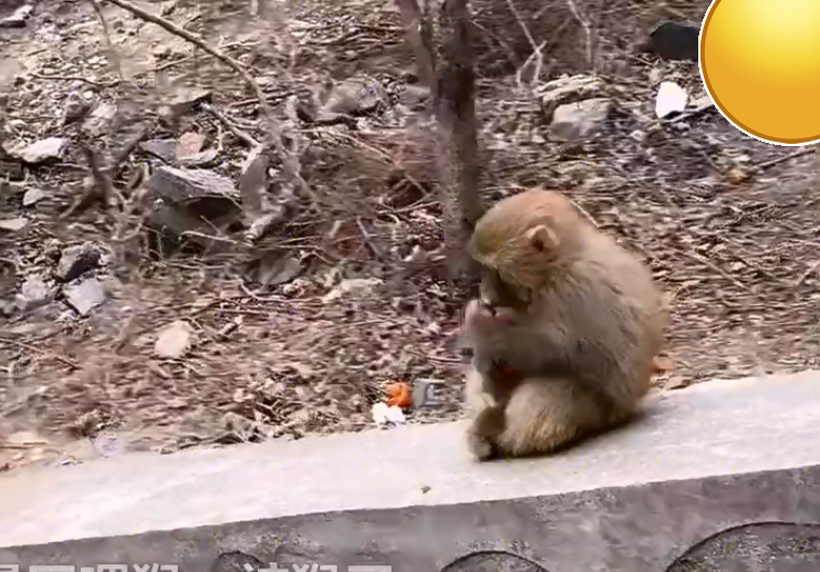 女子景区内喂小猴子食物,大猴子悄悄走到身后,一下扯掉女子假发