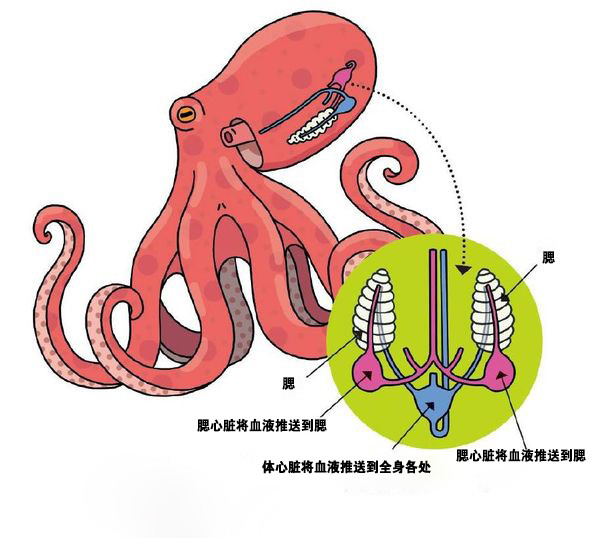 章鱼可能来自外星,它们为何没先一步进化出智慧?