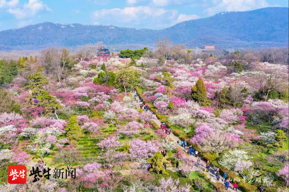 南京国际梅花节19日开幕,梅花山花海如潮