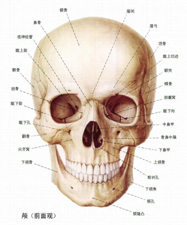 总体来说,上颌骨,额骨,顶骨,颧骨和颞骨构成了脸的上半部分,颌骨的