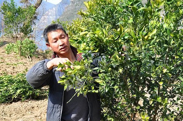 柑橘春梢在冬季如何修剪?