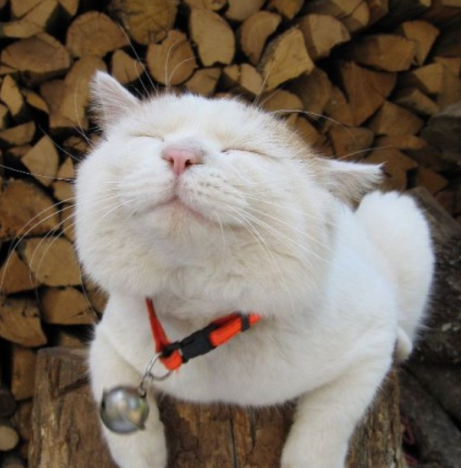 养猫别冲动,切记猫咪不止有可爱的一面