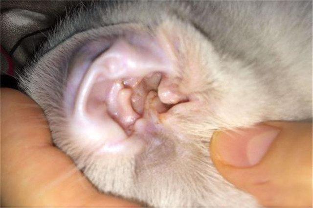 健康狗狗的耳朵内部,应该是要呈现粉红色的,当出现感染,引发耳朵炎症