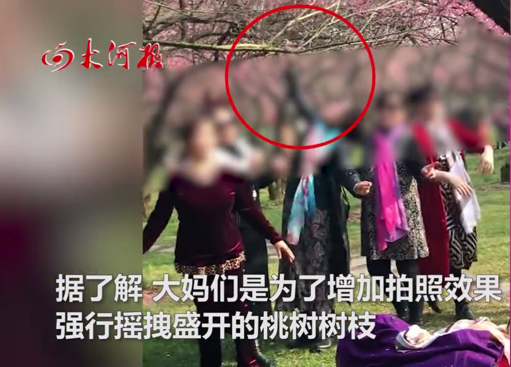 而,往大了说,虽然只是摇晃树枝,但反应出来的却是大妈们的公德素质.