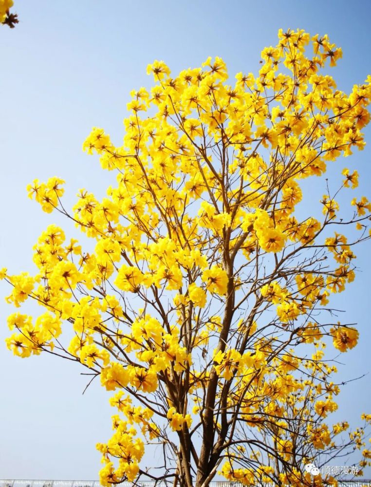 顺德图书馆黄花风铃木