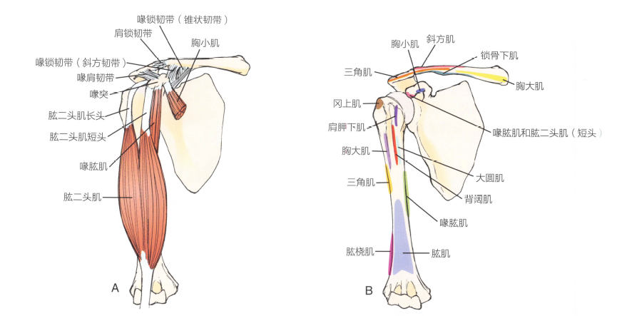 解剖:胸大肌,胸小肌,三角肌前部,锁骨下肌和喙肱肌,喙肩韧带,喙肱带