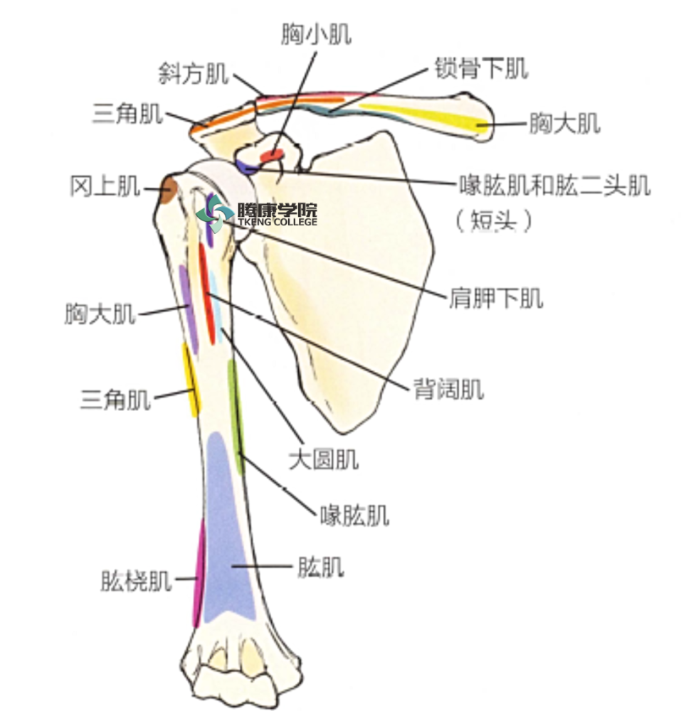 解剖:肩胛下肌,肱二头肌肌间沟内的肱二头肌长头,胸大肌,大圆肌