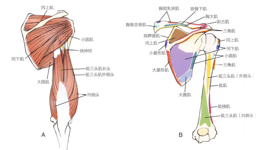 解剖:后部肩袖肌,后关节囊,肱三头肌和桡神经的附着处.