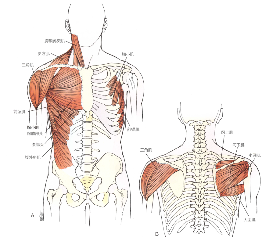 解剖:三角肌,冈上肌,冈下肌,小圆肌,肩胛下肌.