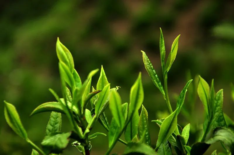 什么类型的茶鲜度好!_腾讯新闻