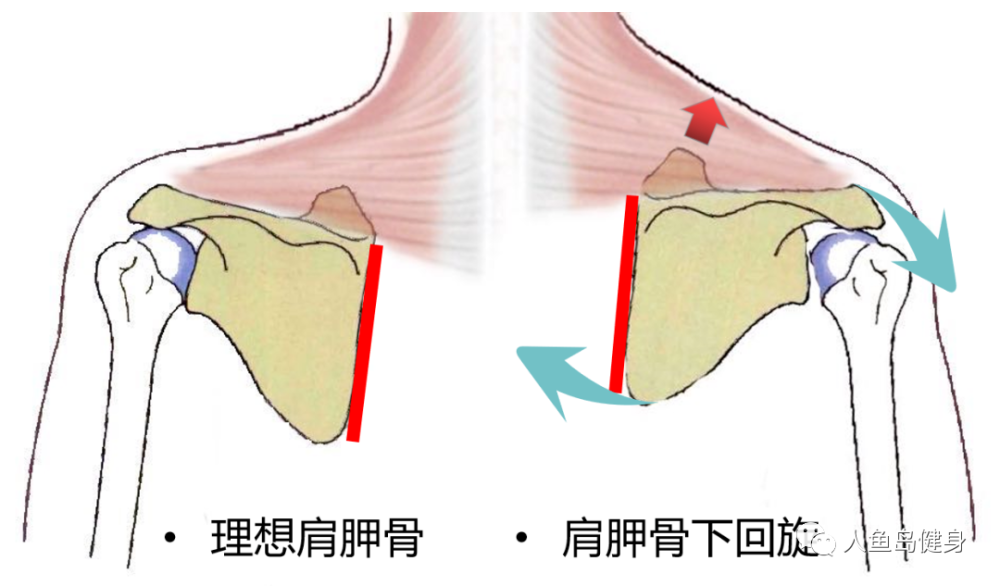 沉肩这个健身训练基础动作你做对了吗