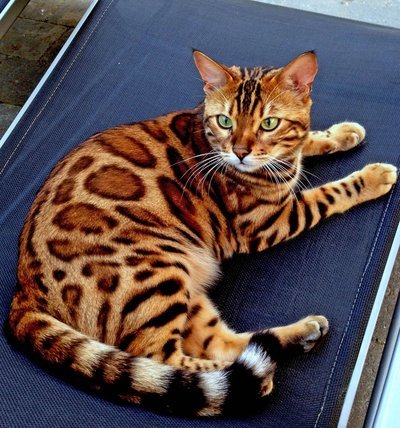 世界上最贵的10种猫